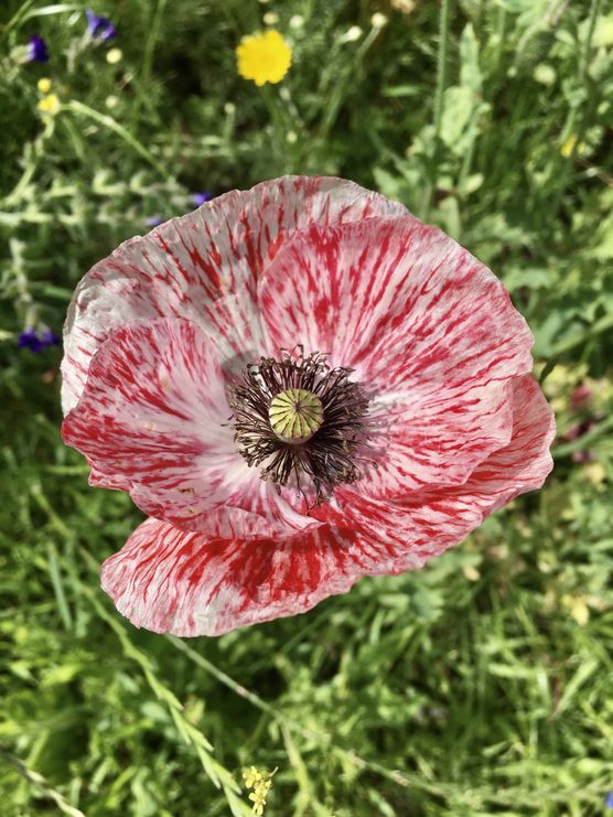 Wiesenblumen Variation 1- Mohn Wiesenblumen Variation 1- Mohn