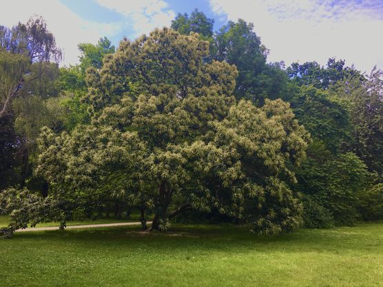 Prachtvolle Esskastanie im Leipziger Prachtvolle Esskastanie im Leipziger