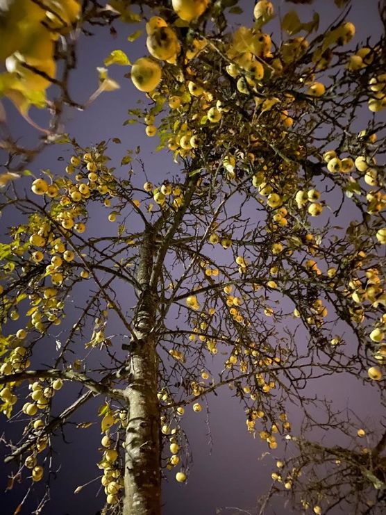 Unser Apfelbaum im Schein Unser Apfelbaum im Schein