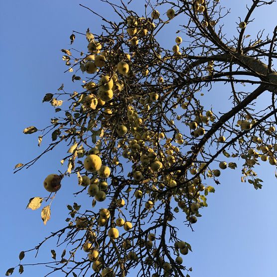 Hab heute früh „geeiste Hab heute früh „geeiste