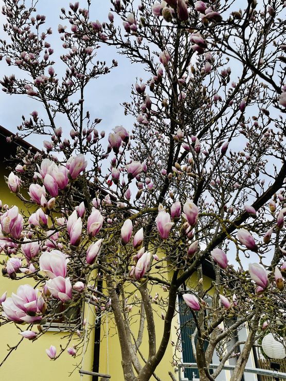 Frühlingsbote Magnolie Frühlingsbote Magnolie