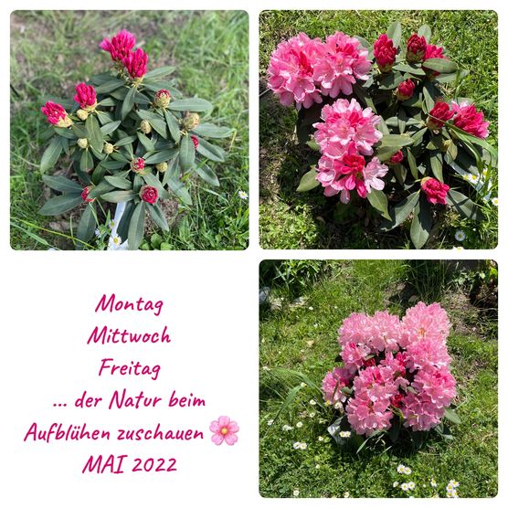 Den habe ich im Den habe ich im