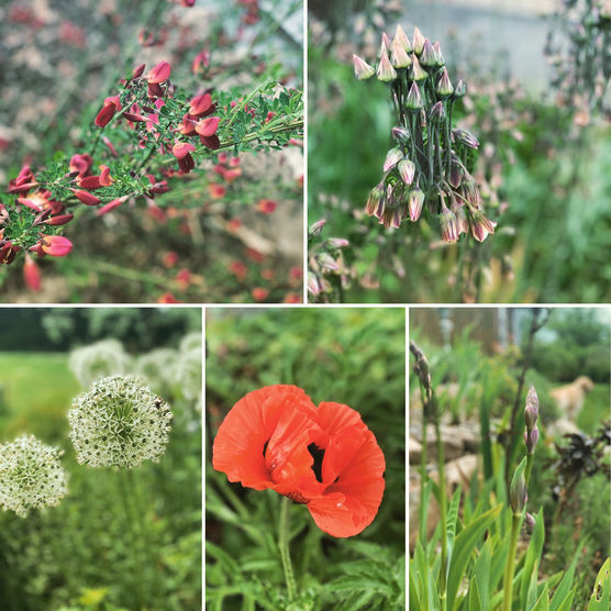 Unser einjähriger Garten blüht Unser einjähriger Garten blüht