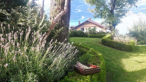 ....Lavendelernte....der Lavendel ist jetzt ....Lavendelernte....der Lavendel ist jetzt