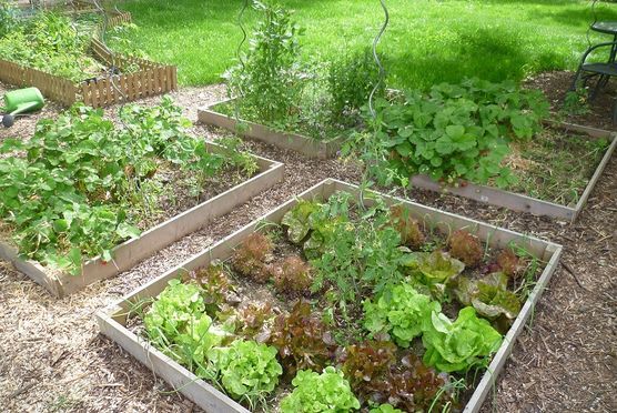 Gemüsegarten Gemüsegarten