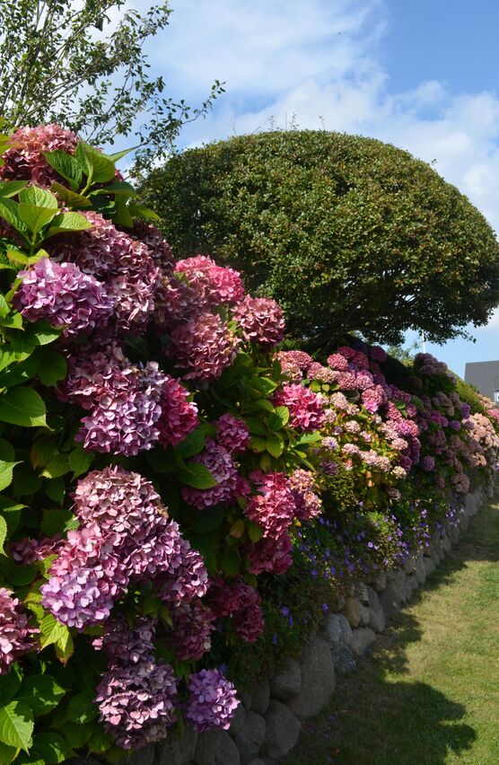 ▪️Hortensienbunter Friesenwall▪️
Mein liebster Friesenwall ▪️Hortensienbunter Friesenwall▪️
Mein liebster Friesenwall