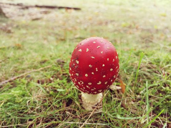 Glückspilz im Garten Glückspilz im Garten