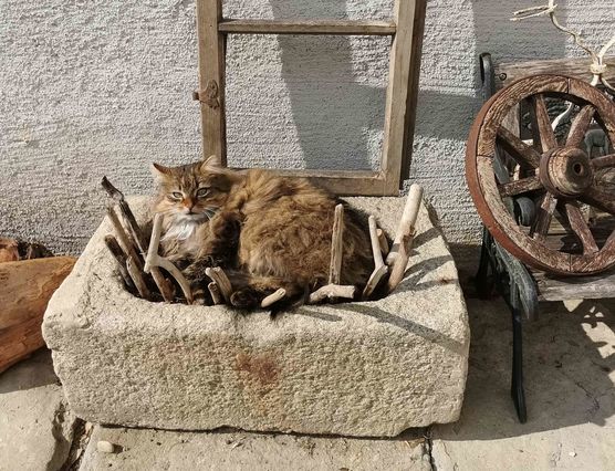 Bild von Geiserich Bild von Geiserich