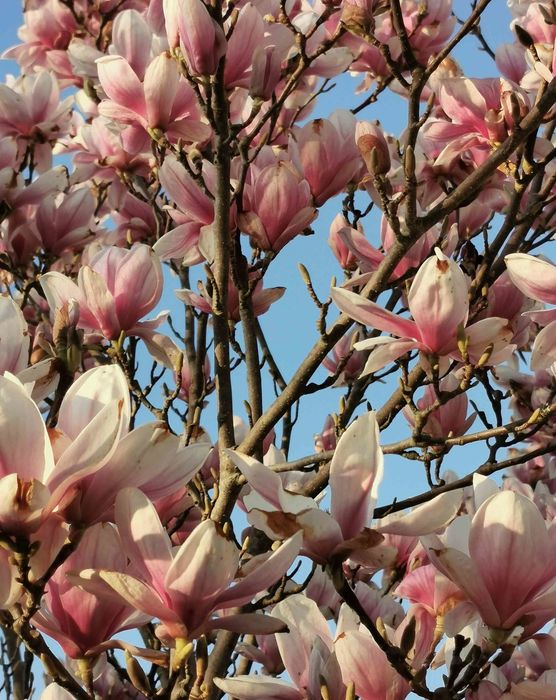 Bild von Geiserich Bild von Geiserich