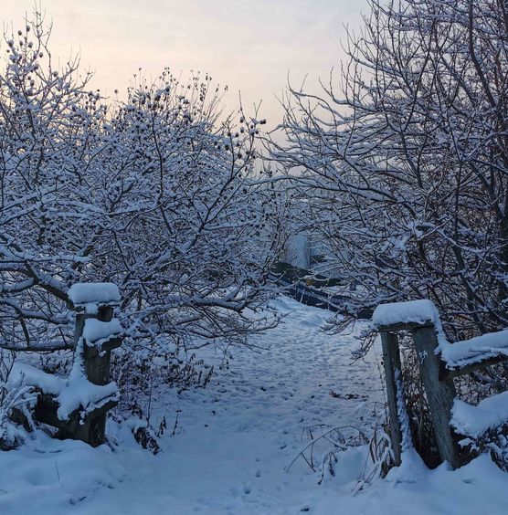 Bild von Geiserich Bild von Geiserich