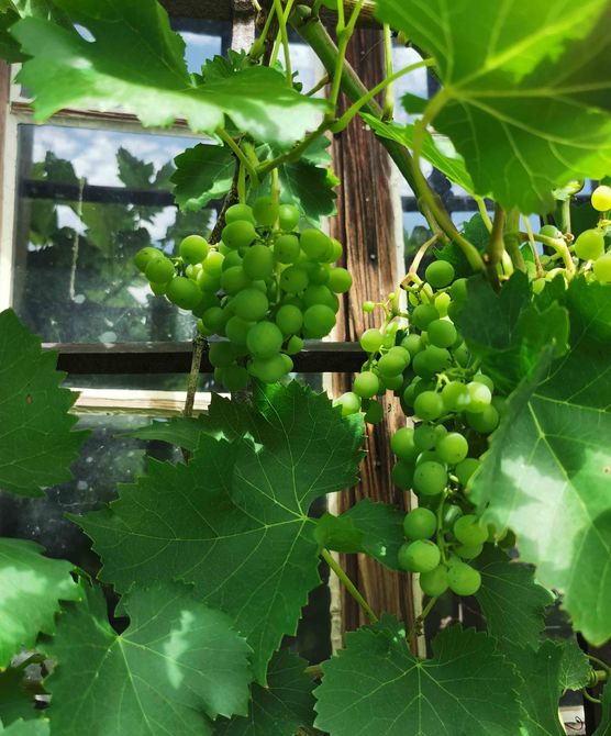 Bild von Geiserich Bild von Geiserich