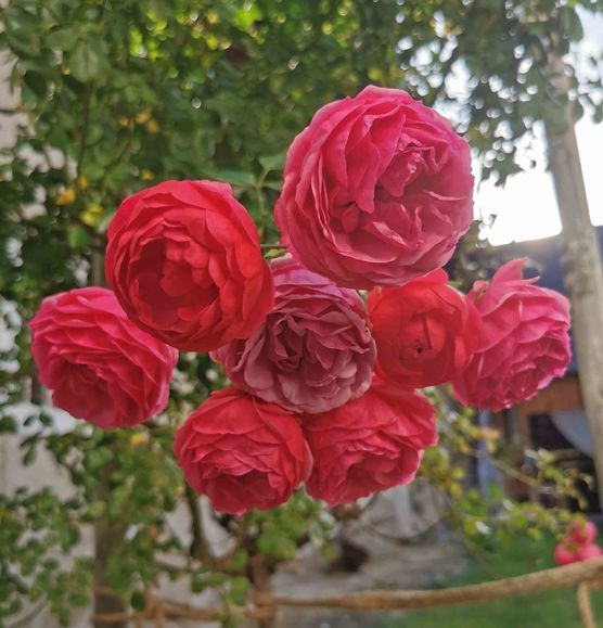 Bild von Geiserich Bild von Geiserich