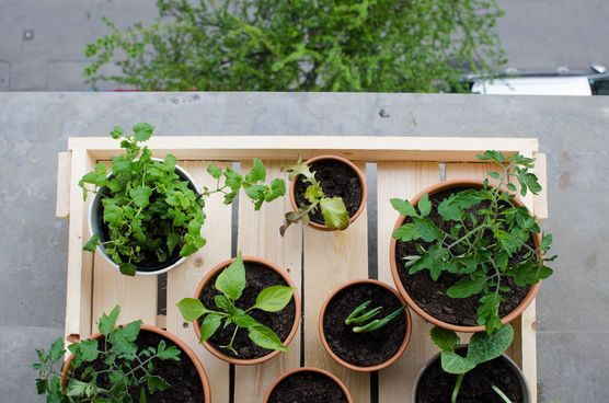 Urban Gardening auf Mini-Balkonien Urban Gardening auf Mini-Balkonien