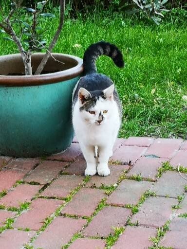 Diese süsse Katze war Diese süsse Katze war