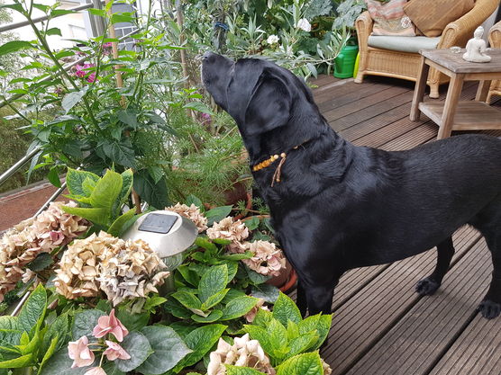 mmh, was riecht denn mmh, was riecht denn