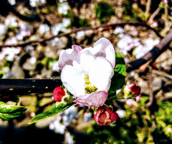 Bild von la Bonette Bild von la Bonette