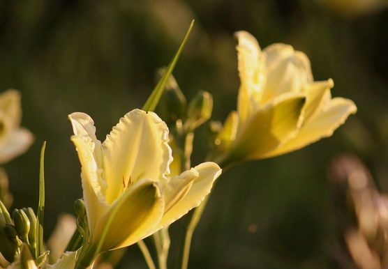 Gülden Light Gülden Light