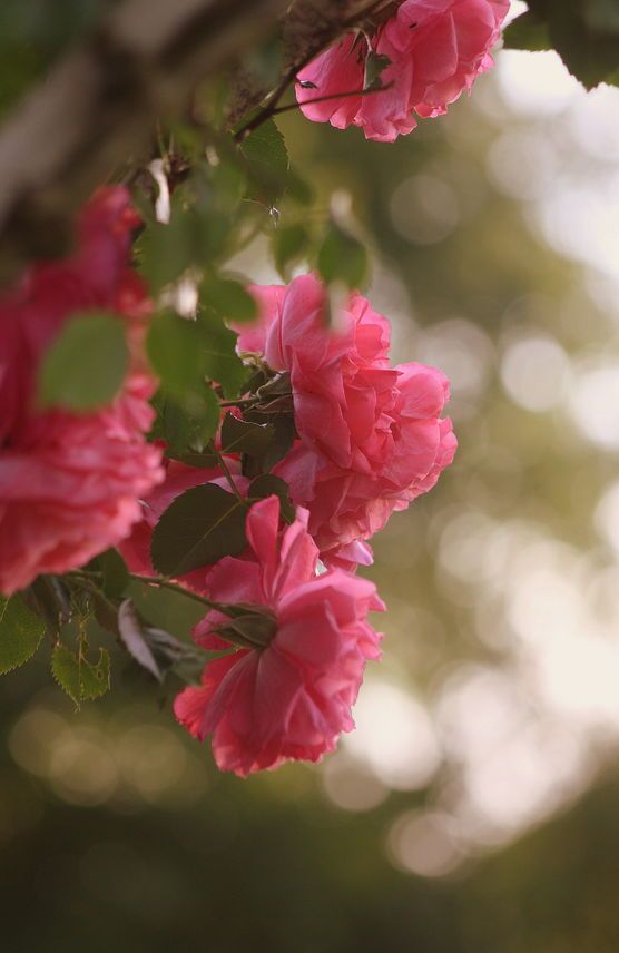 geliebter Rosenstrauch geliebter Rosenstrauch