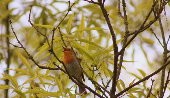 kleiner Freund aus dem Garten kleiner Freund aus dem Garten