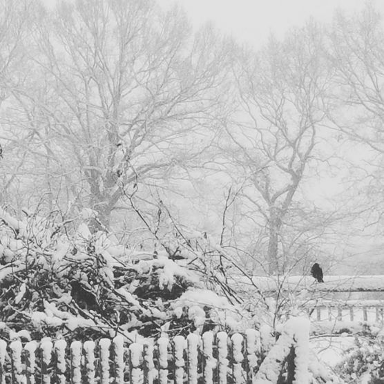 Kleiner dicker Vogel im Schnee Kleiner dicker Vogel im Schnee