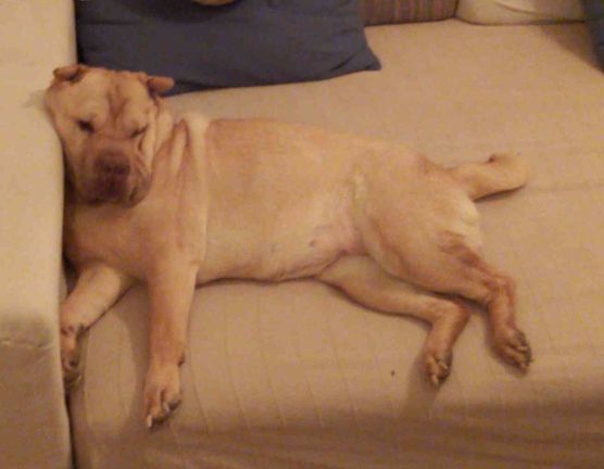 Bild von Tschusli und Pieps Bild von Tschusli und Pieps