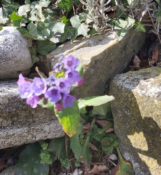 Bild von Tschusli und Pieps Bild von Tschusli und Pieps