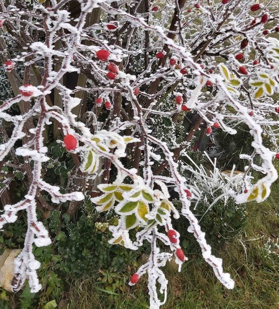 Bild von Tschusli und Pieps Bild von Tschusli und Pieps