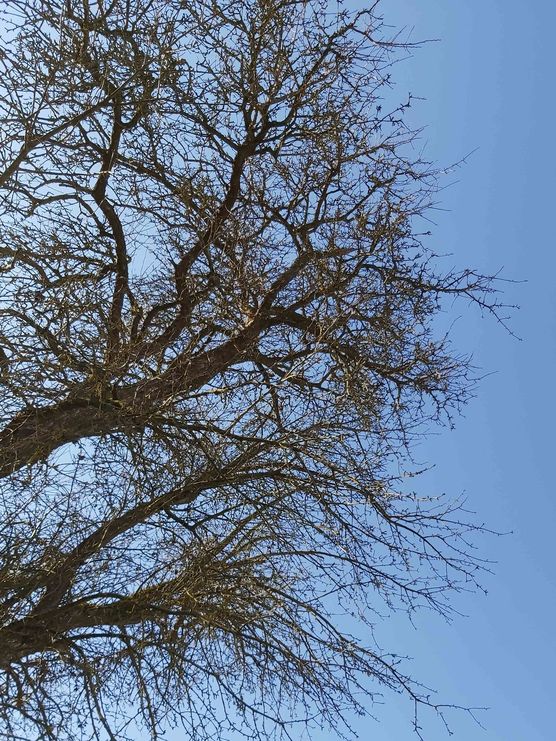 Bild von Tschusli und Pieps Bild von Tschusli und Pieps