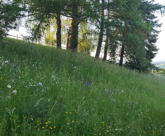 Bild von Tschusli und Pieps Bild von Tschusli und Pieps