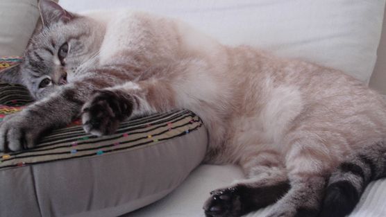 cats and dogs cats and dogs