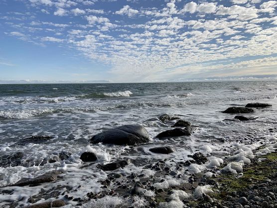 Bild von Tigerkaetzchen Bild von Tigerkaetzchen