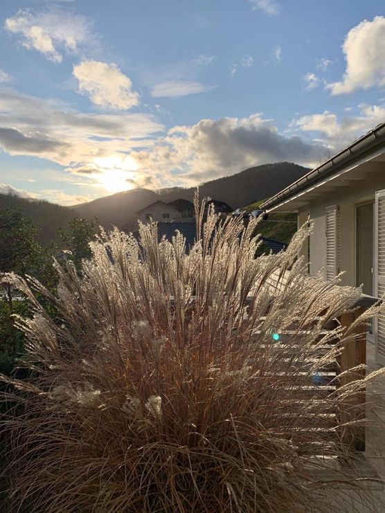 Bild von Solaris Bild von Solaris