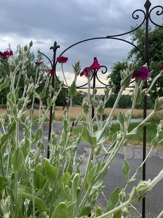 Bild von Dorfmädle Bild von Dorfmädle