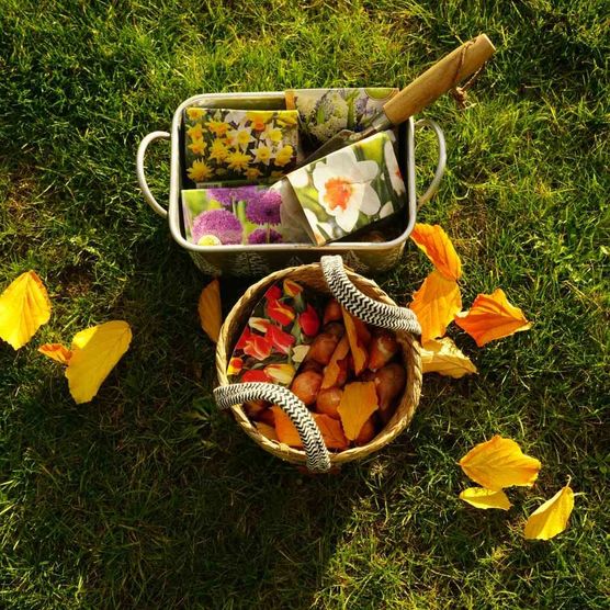 Bild von palmgrün Bild von palmgrün