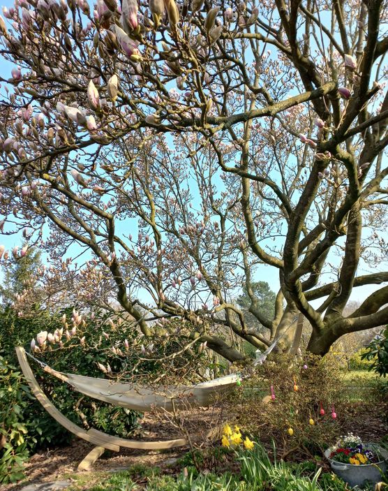 Bild von palmgrün Bild von palmgrün