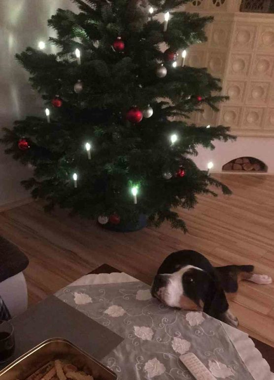 Bild von schnati Bild von schnati