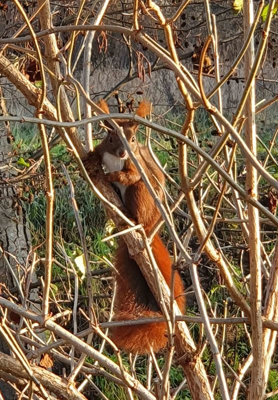 Bild von schnati Bild von schnati