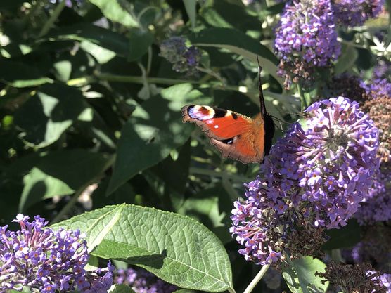 Bild von JaneHH Bild von JaneHH