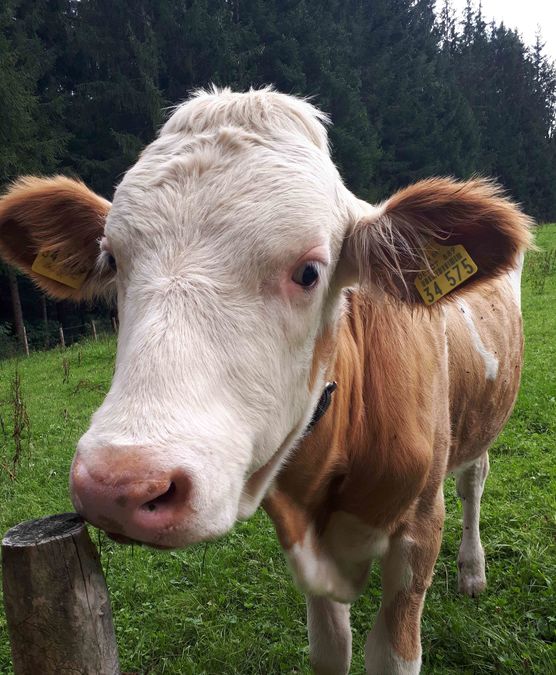 Bild von unacasa Bild von unacasa