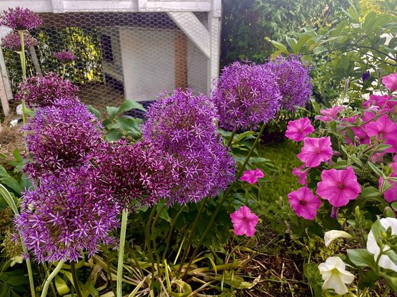 Bild von Annibunnybanani Bild von Annibunnybanani