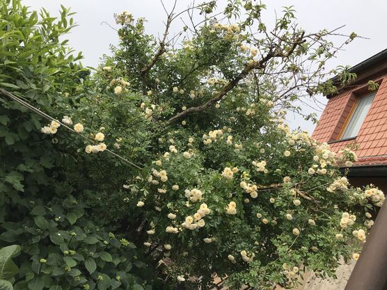 Der alte Pfirsichbaum ist Der alte Pfirsichbaum ist