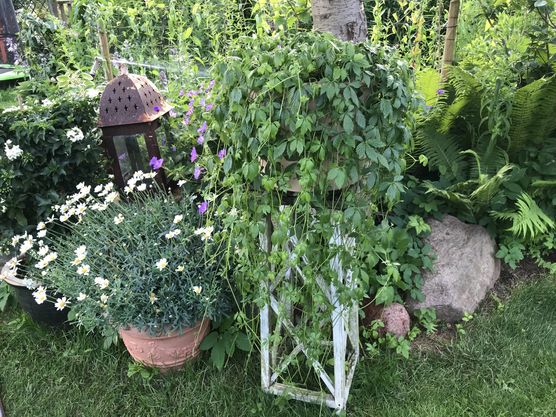 Diese sehr wachsig Pflanze Diese sehr wachsig Pflanze