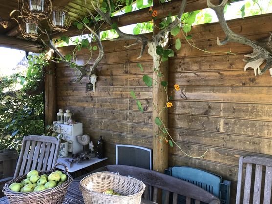 Blumen aus Nachbars Garten Blumen aus Nachbars Garten