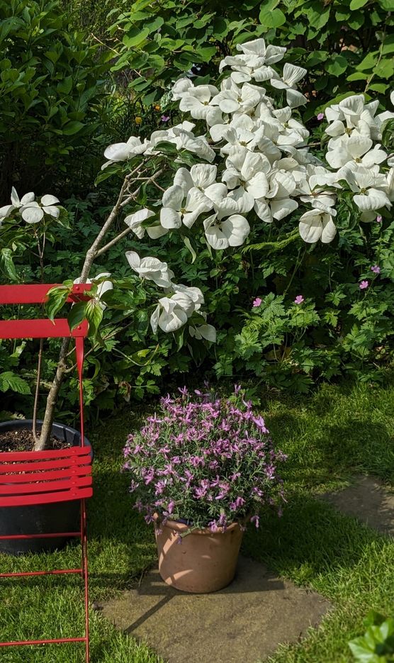 Und noch ein Blumenhartriegelbild, Und noch ein Blumenhartriegelbild,