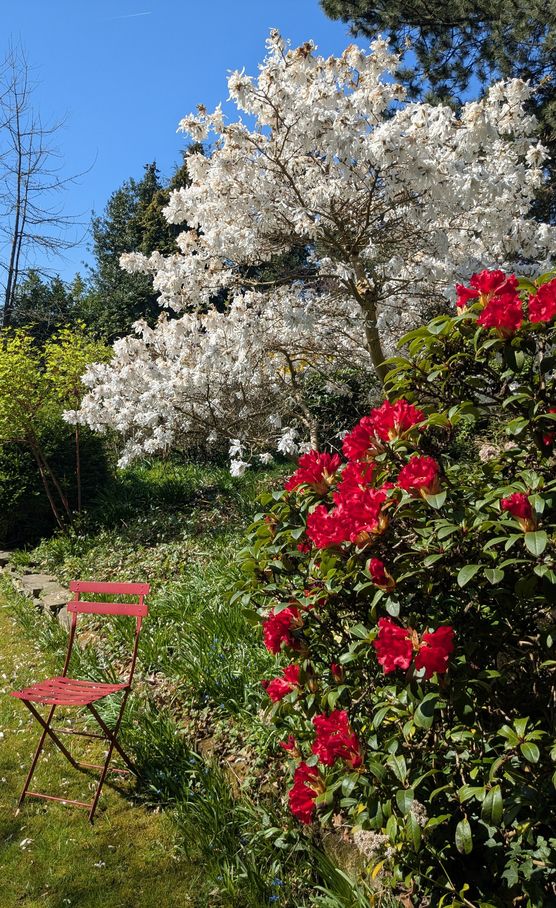 1x Garten rot/weiß...die Stern 1x Garten rot/weiß...die Stern