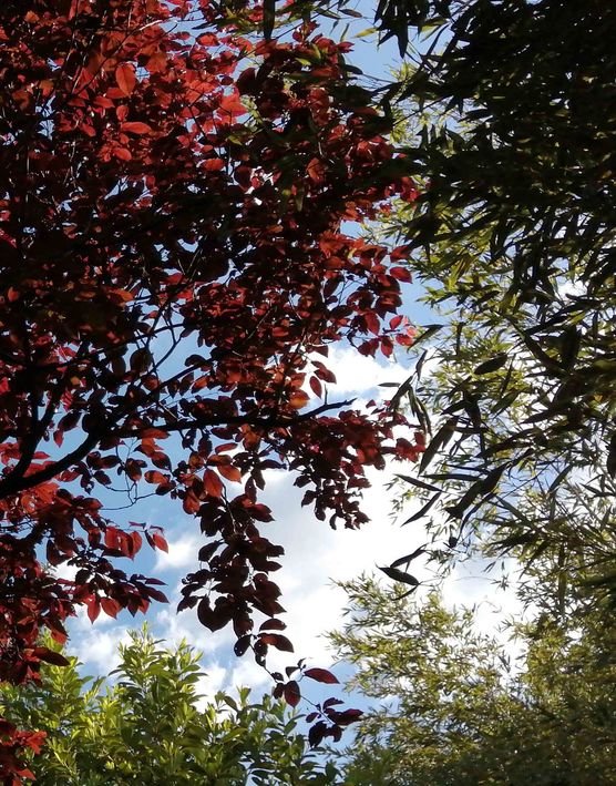 Bild von ChaosGuardian Bild von ChaosGuardian