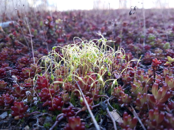 Und es sprießt wieder! Und es sprießt wieder!