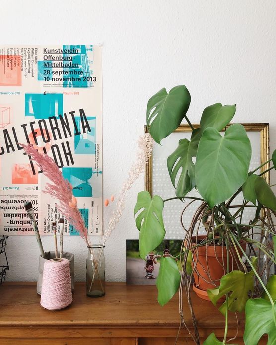 Monstera rankt sich um Monstera rankt sich um