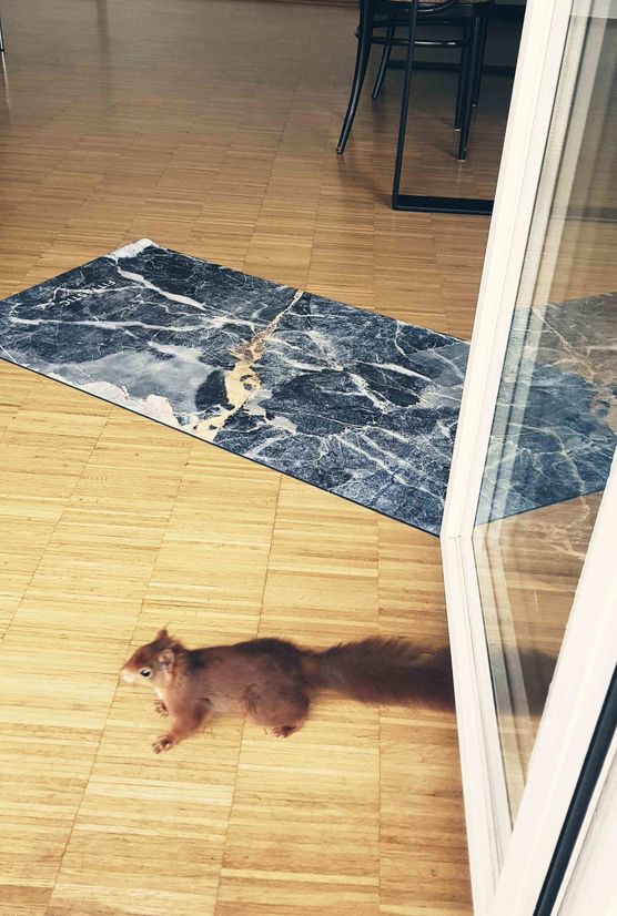 Bild von Federviehliebe Bild von Federviehliebe