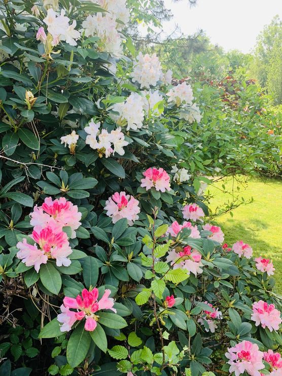 Bild von Diana Alester Bild von Diana Alester